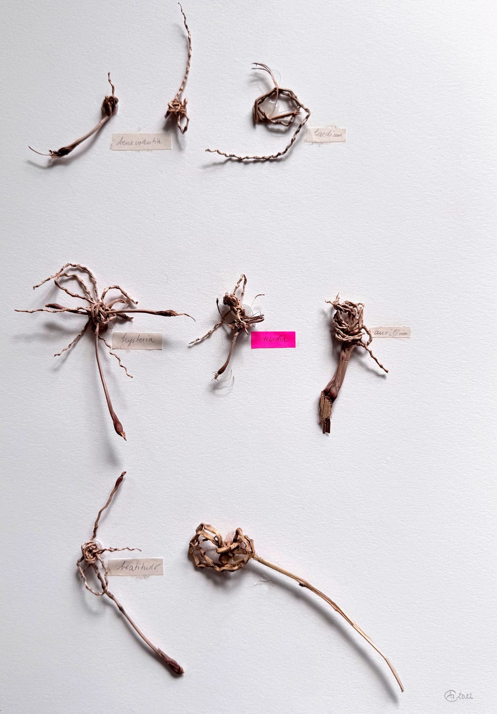 PHOENIX CANARIENSIS 26 X 37 X 2,5 CM - 90 X 60 X 8 CM 